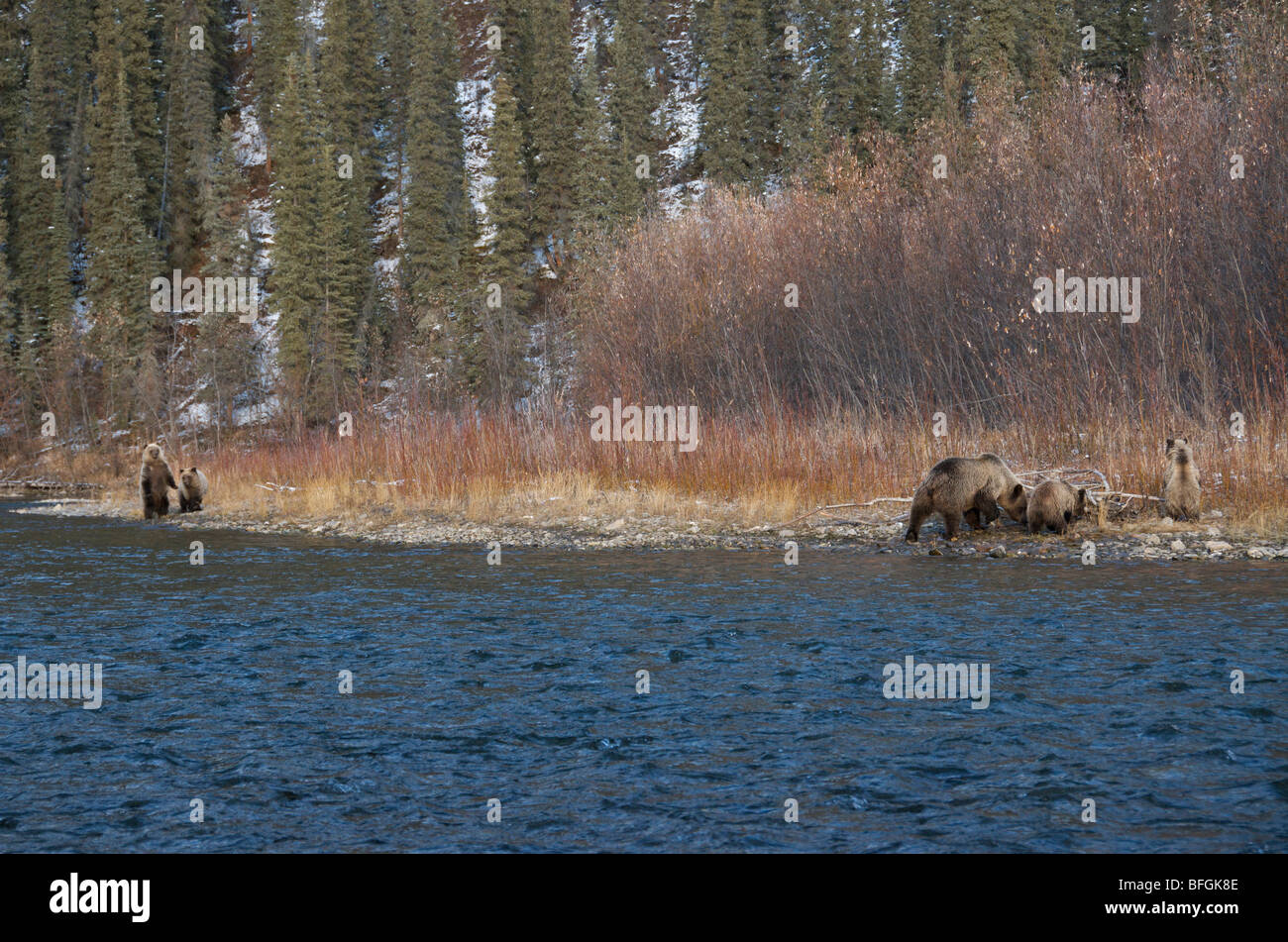 Grizzly Bär (Ursus Arctos) Sau und 1. Jahr jungen Zweig Fluss angeln. Ni'iinlii Njik Naturreservat Yukon-Territorium Stockfoto