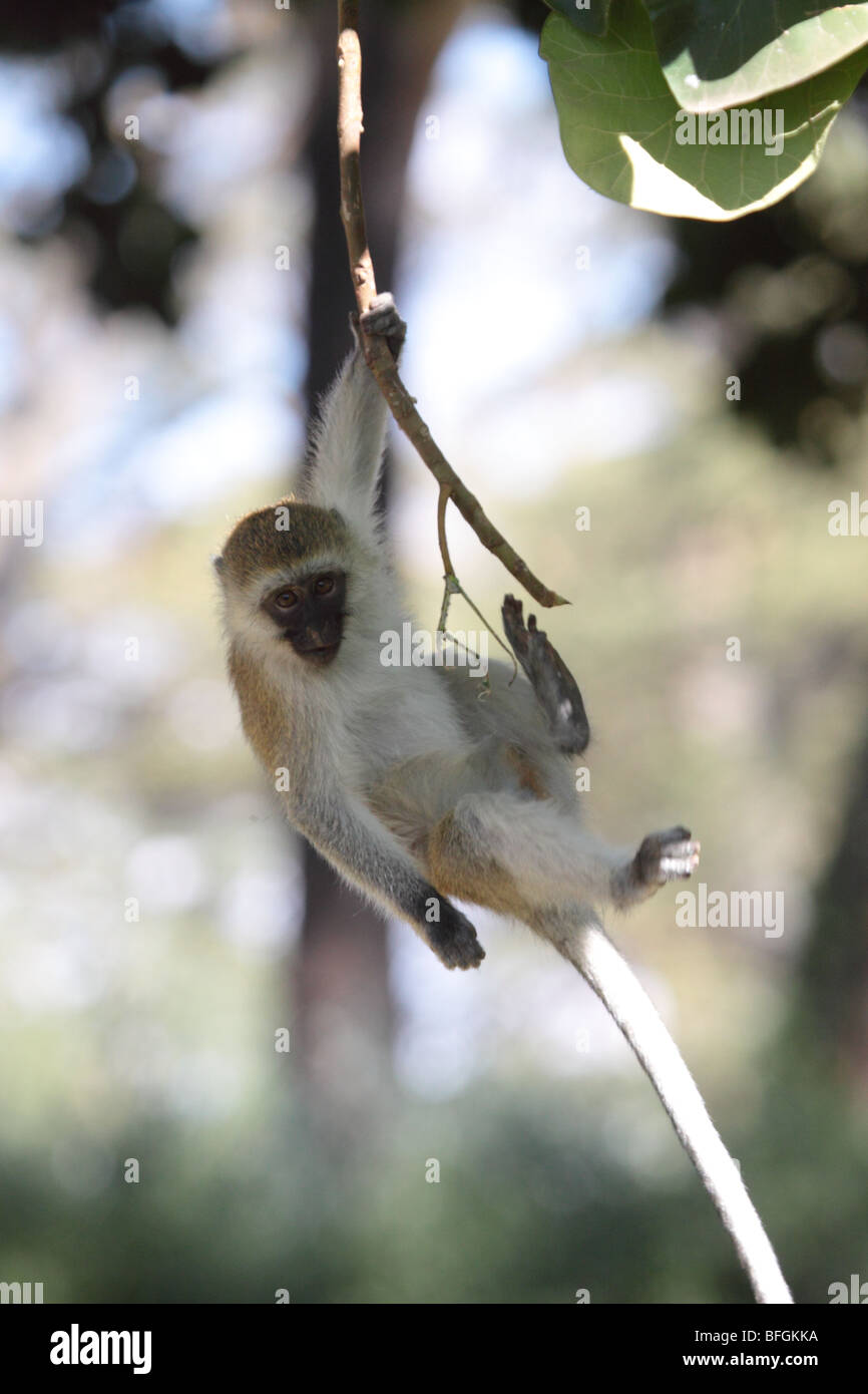 Vervet Affe von Ast hängen Stockfoto