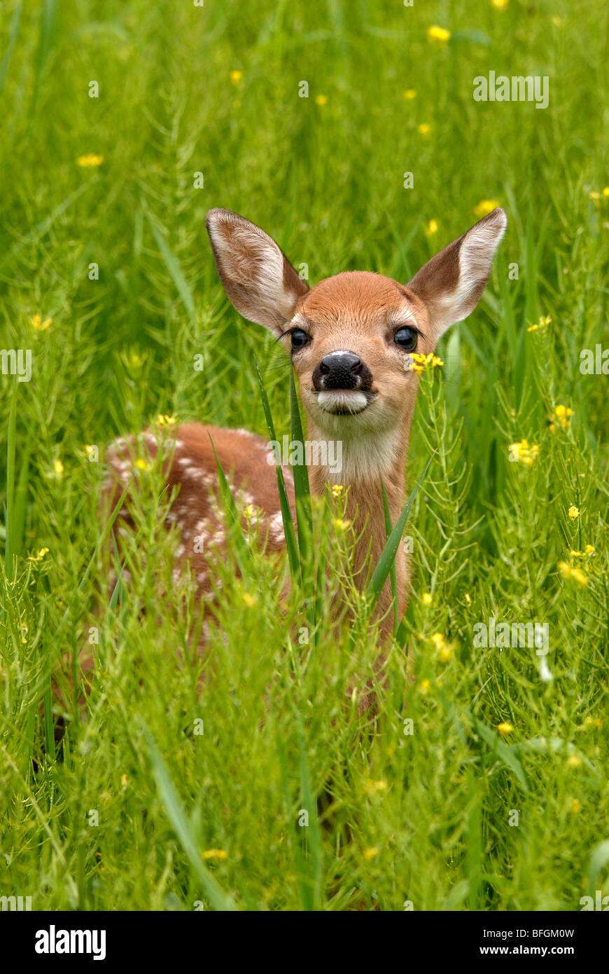 Whitetail Rotwild (Odocoileus Virginianus) Kitz stehen in Blüte Bereich der wilden Senfpflanze, Minnesota, USA Stockfoto