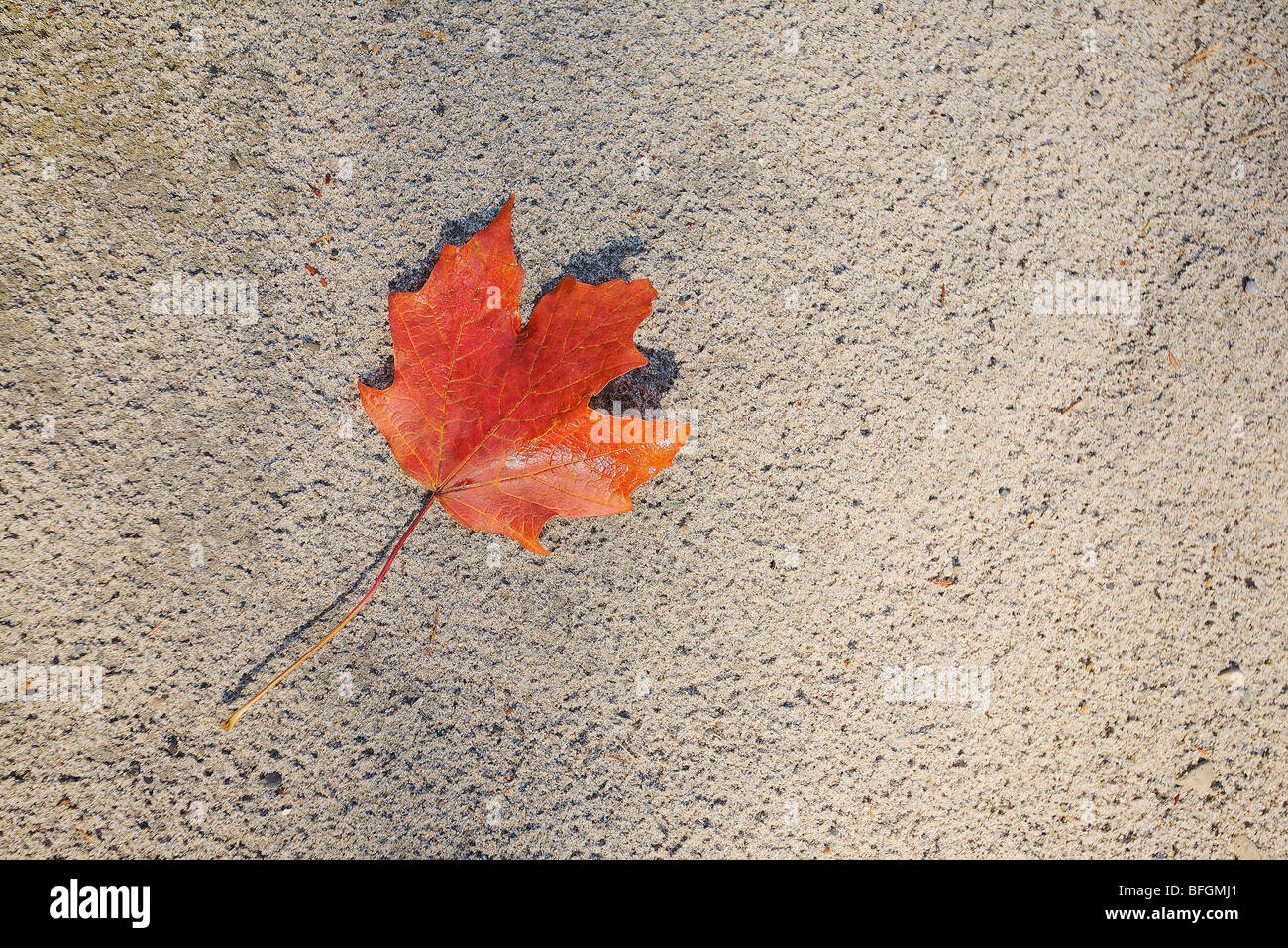 Rotes Ahornblatt auf Strandsand, Toronto, Ontario Stockfoto