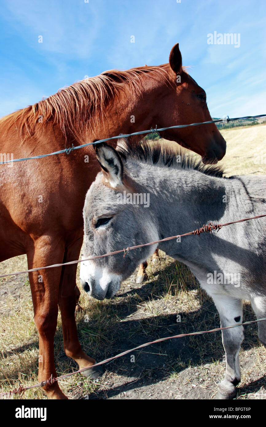 Pferd und Maultier neben Barb Wire Zaun in der Nähe von Pincher Creek, Alberta, Kanada Stockfoto