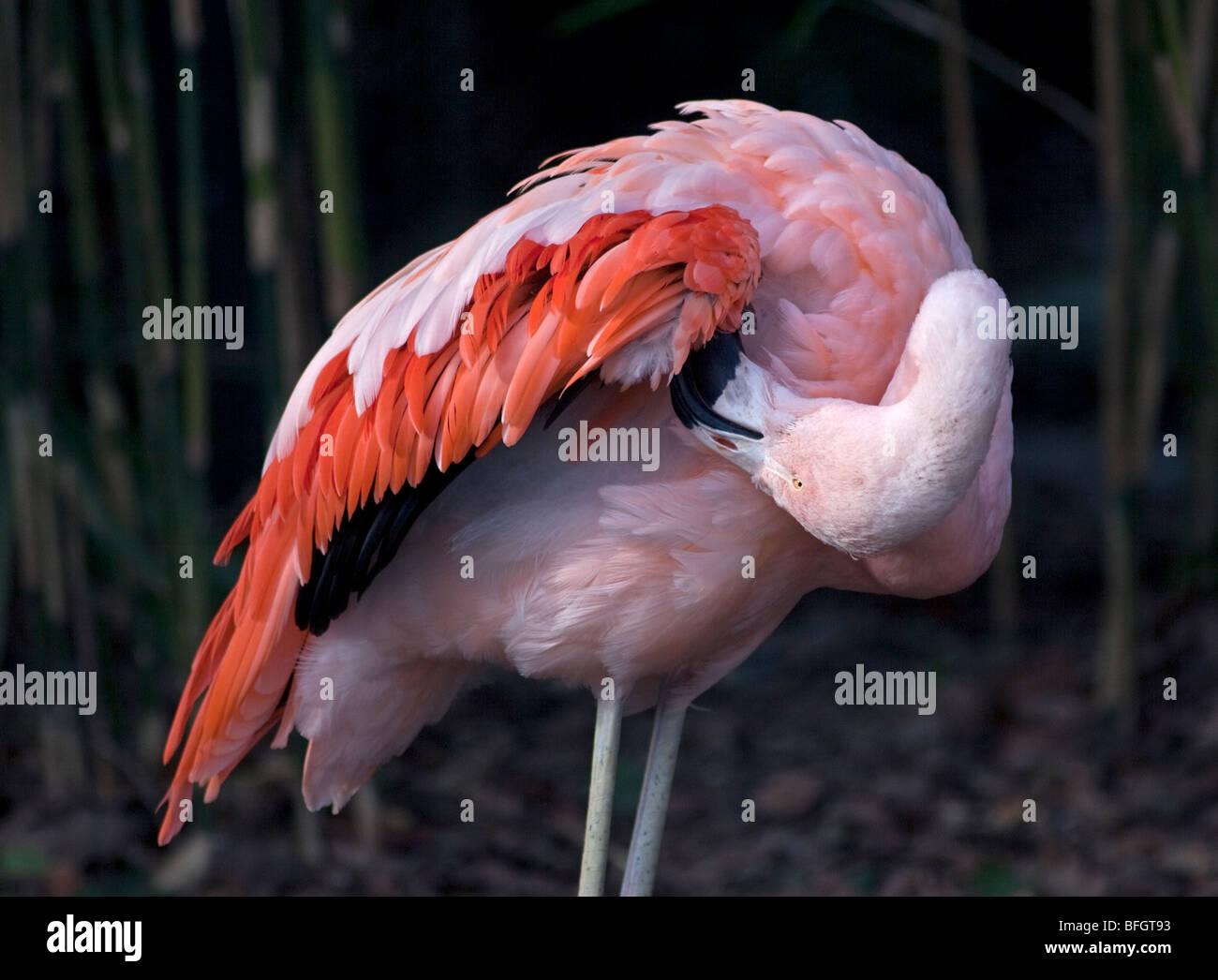 Chilenische Flamingo (Phoenicopterus Chilensis) putzen Stockfoto