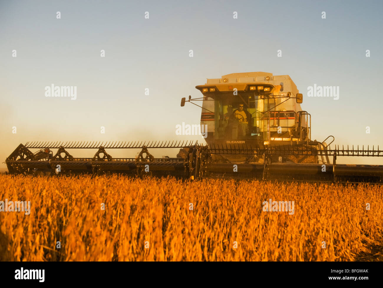 Mähdrescher auf Soja-Feld in den frühen Abendstunden. In der Nähe von Lorette, Manitoba, Kanada Stockfoto