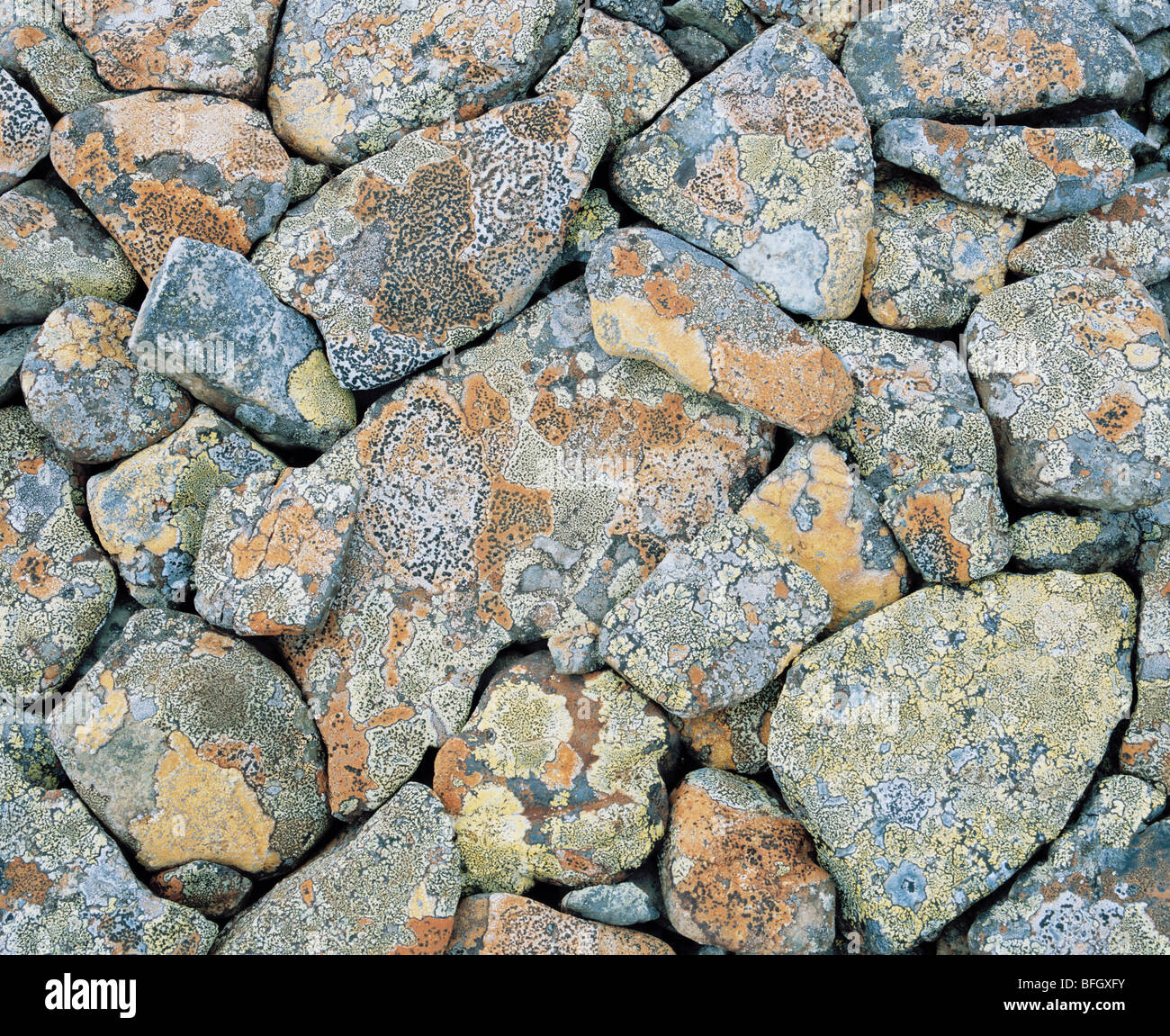 Moos bedeckte Felsen Stockfoto