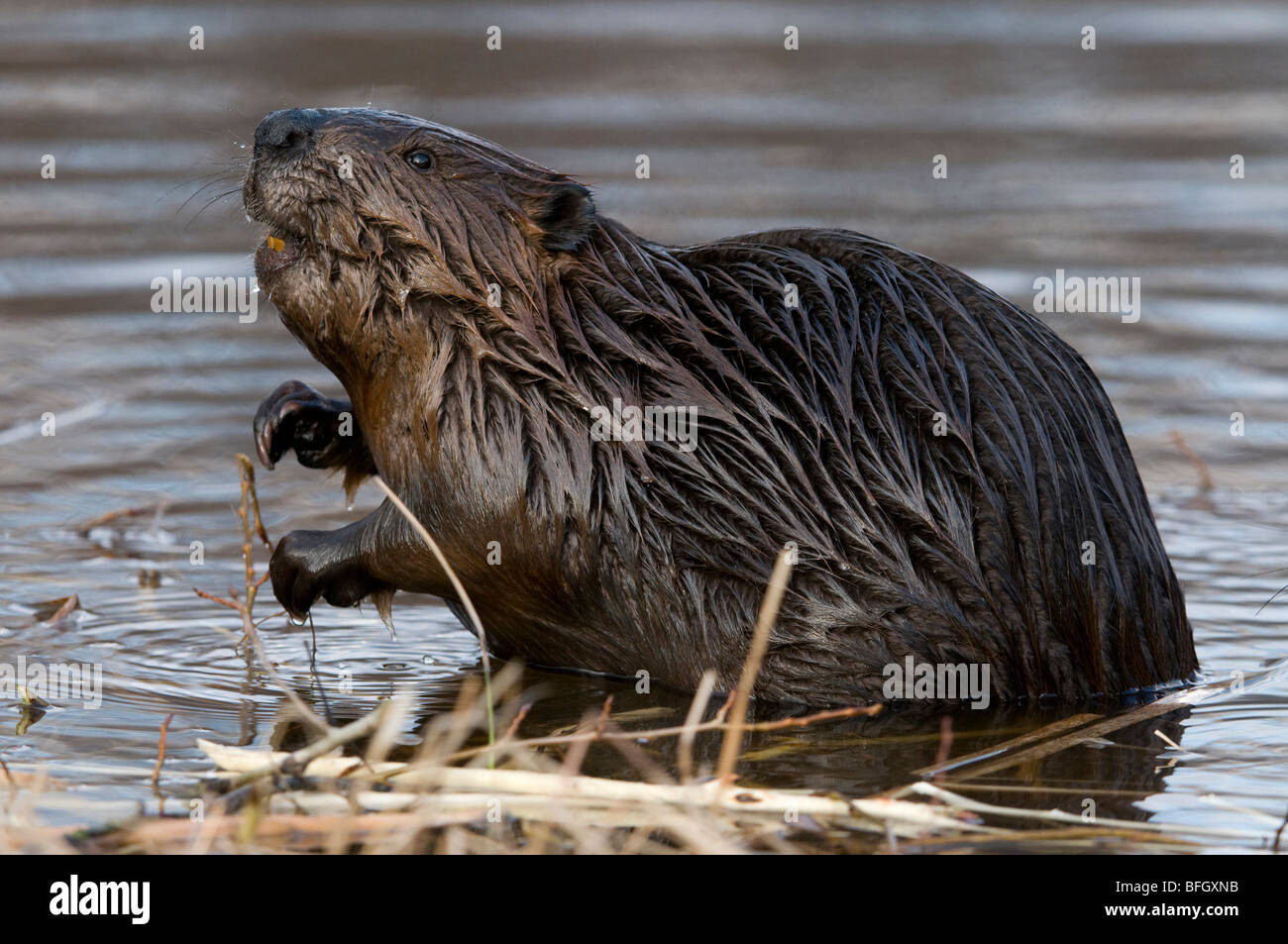 Biber (Castor Canadensis) sitzen im Teich ernähren sich von Aspen Baum Ast, Ontario, Kanada Stockfoto