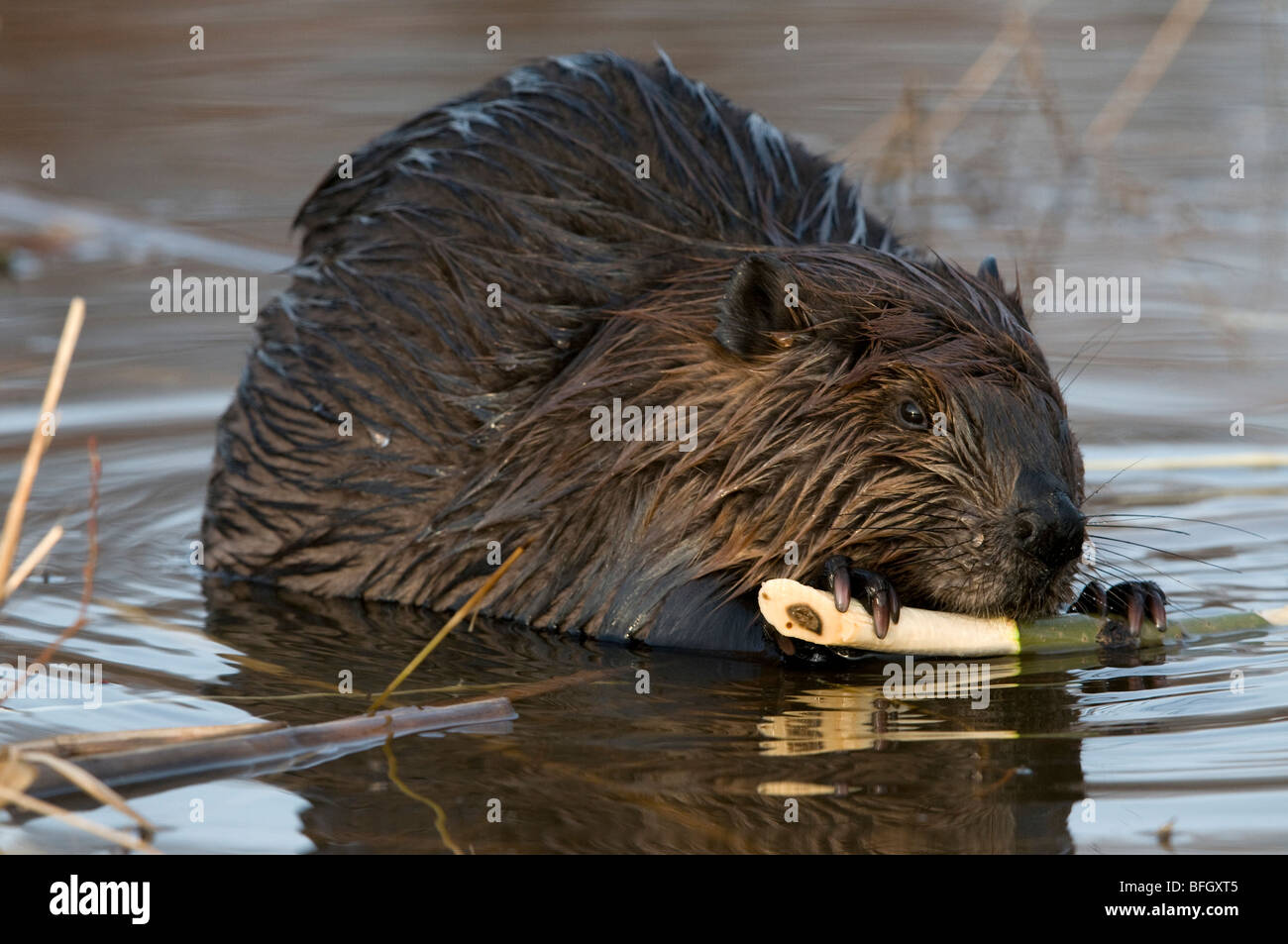 Biber (Castor Canadensis) sitzen im Teich ernähren sich von Aspen Baum Ast, Ontario, Kanada Stockfoto