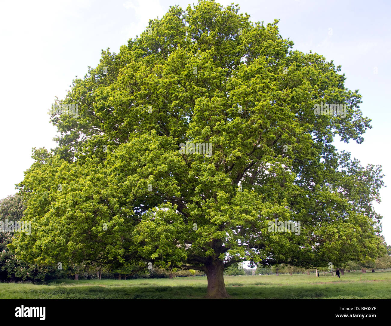 Englische Eiche Baum im Frühling, Sutton, Suffolk, England Stockfoto