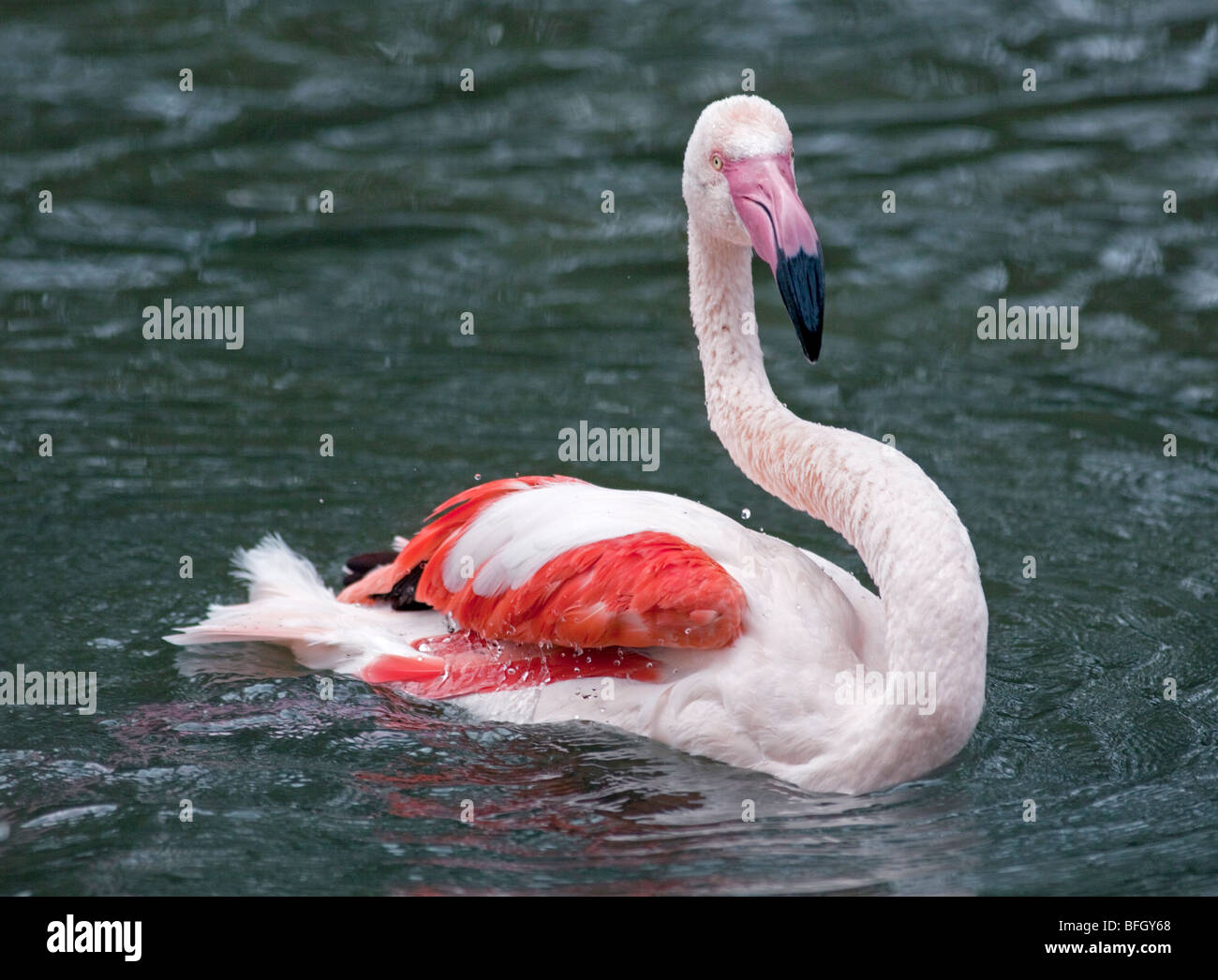 Chilenische Flamingo (Phoenicopterus Chilensis) Stockfoto