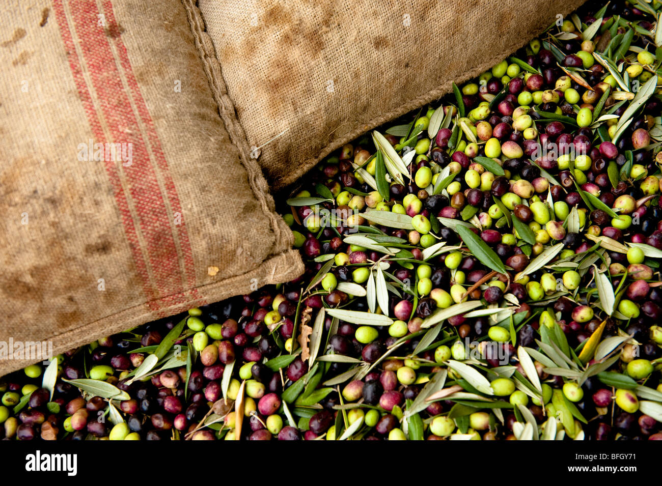Frisch gepflückten Oliven in Hesham Tasche, für Olivenöl, Chieti, Abruzzen, Italien verarbeitet werden Stockfoto