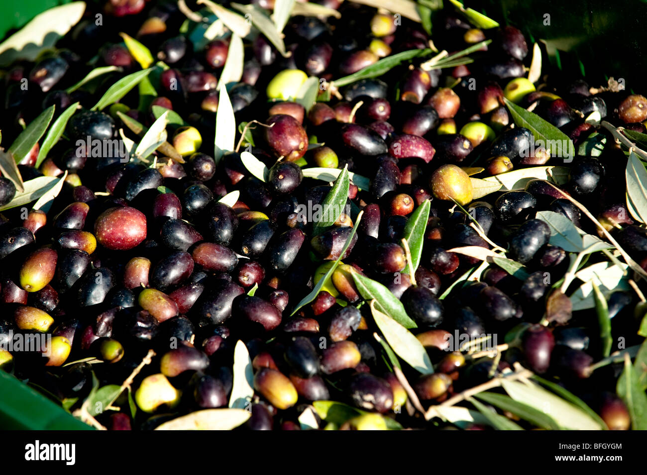 Oliven gepflückt, nach der Ernte, Chieti, Abruzzen, Italien Stockfoto