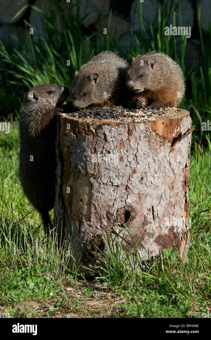 Junges Murmeltier (Marmota Monax) Essen Vogelfutter und wetteifern um die Position, Kanada. Stockfoto