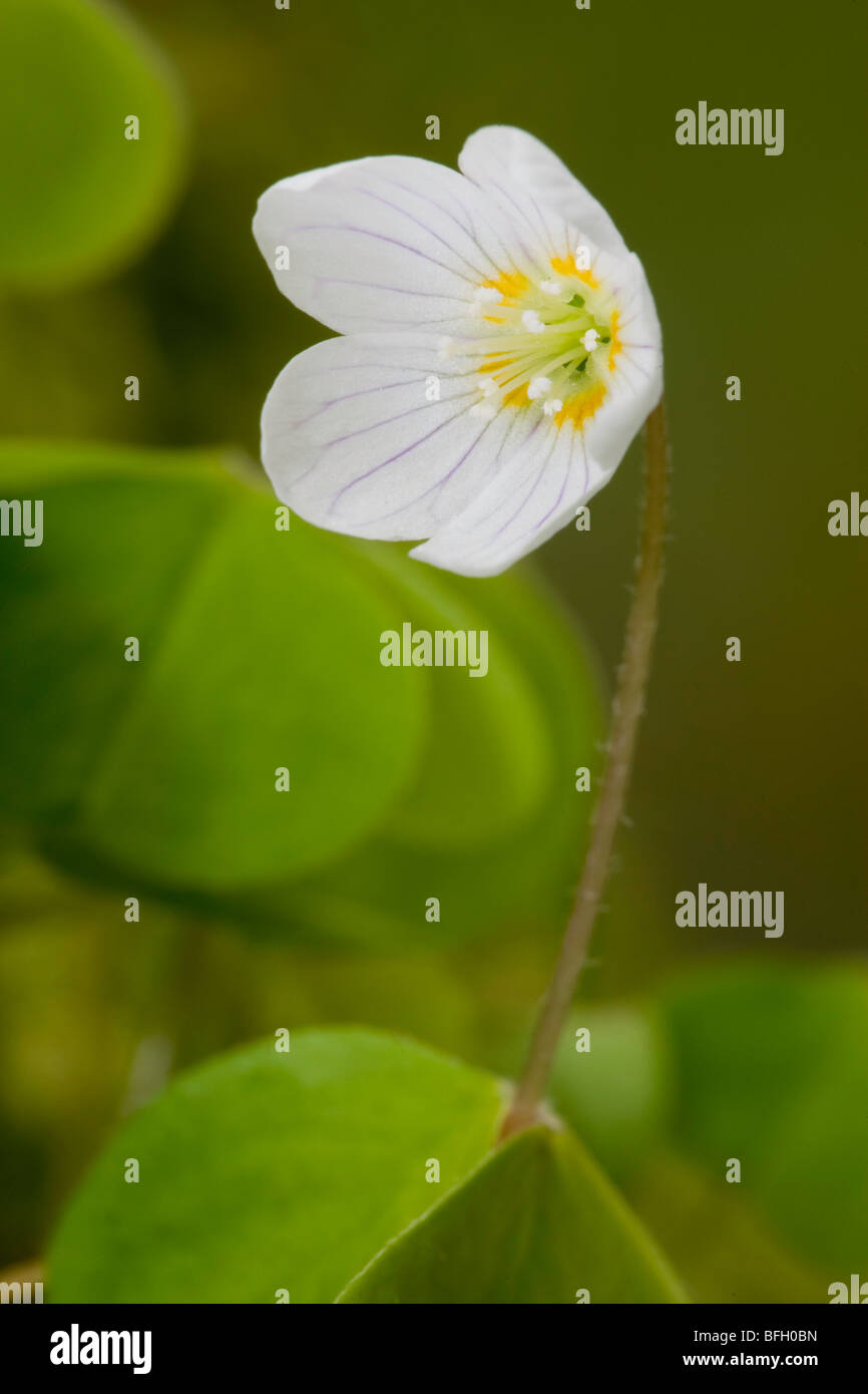 Oxalis Acetosella - Sauerklee - Nahaufnahme Blume im walisischen Wäldern Stockfoto