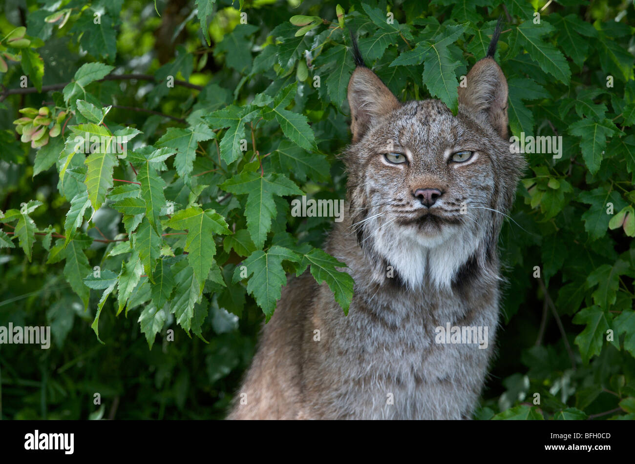 Luchs (Lynx Canadensis) sitzen im grünen Blatt Laub, Nordamerika. Stockfoto