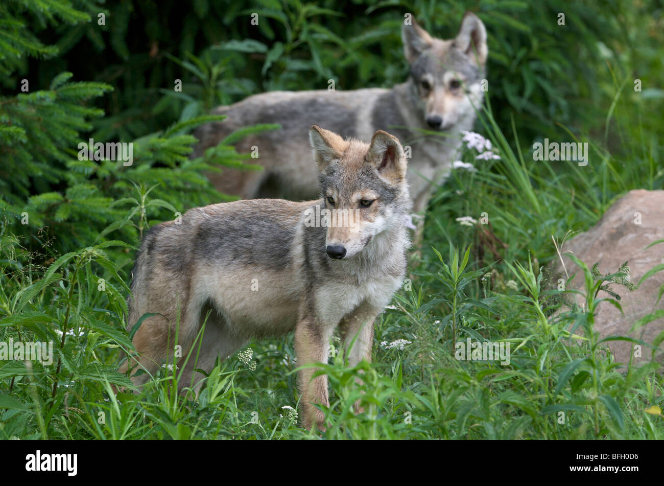 Wolfswelpen (Canus Lupus) in Boundary Waters Kanu Bereich, Minnesota, USA, Nordamerika Stockfoto