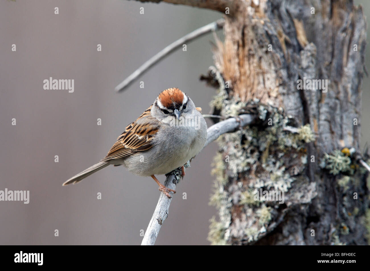 Chipping Sparrow (Spizella Passerina) auf Ast. Ontario. Kanada. Stockfoto