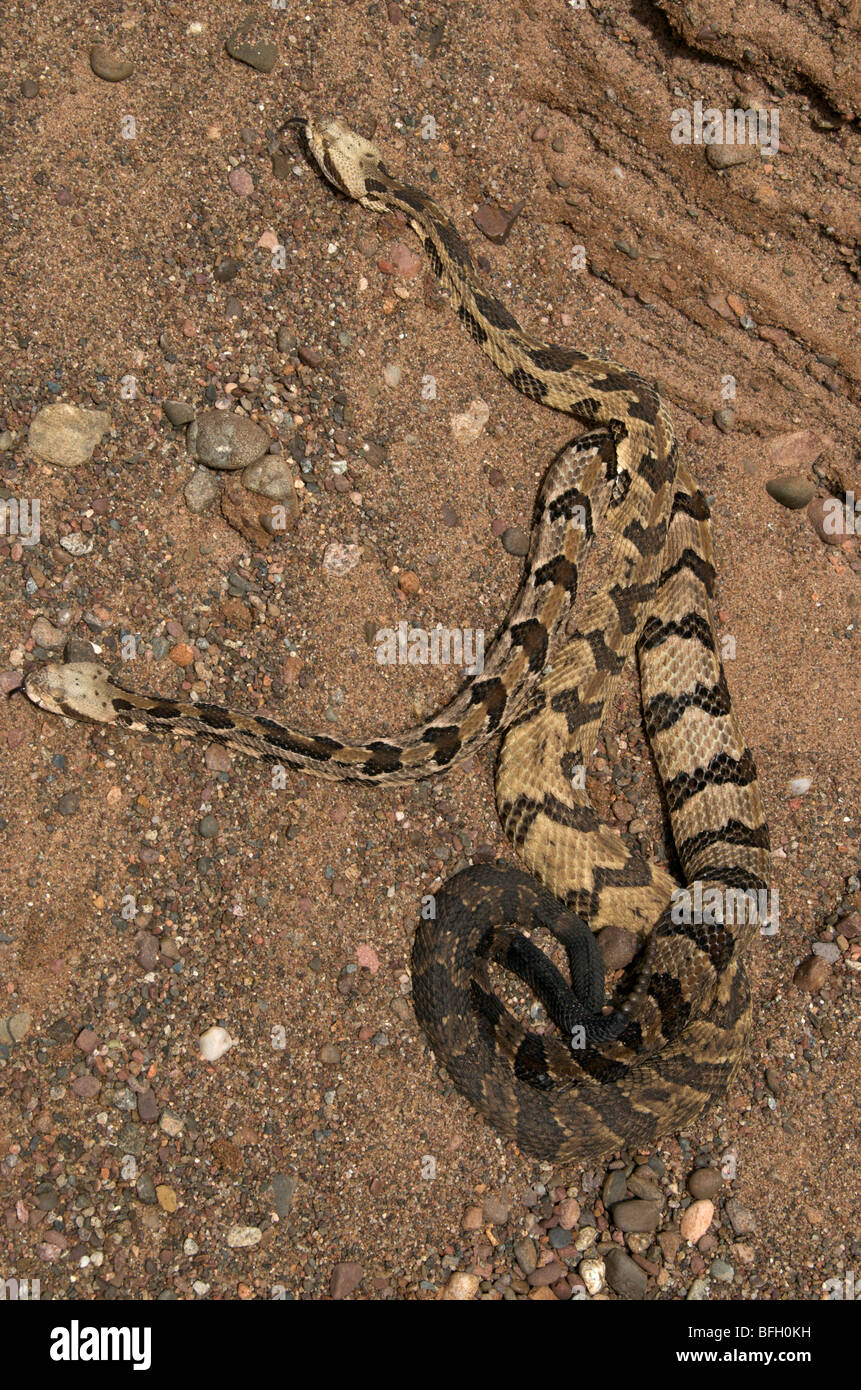 Holz-Klapperschlangen (Crotalus Horridus) haben reichen von New Hampshire Süd nach Texas. Stockfoto