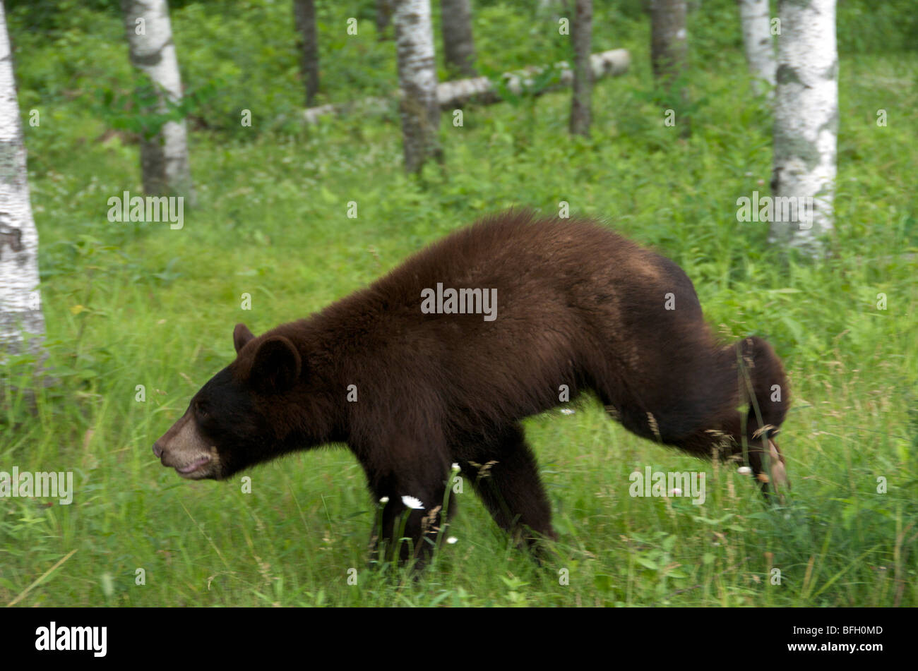 Eine wilde männliche Schwarzbären (Ursus Americanus) läuft in Sleeping Giant Provincial Park, Ontario, Kanada Stockfoto