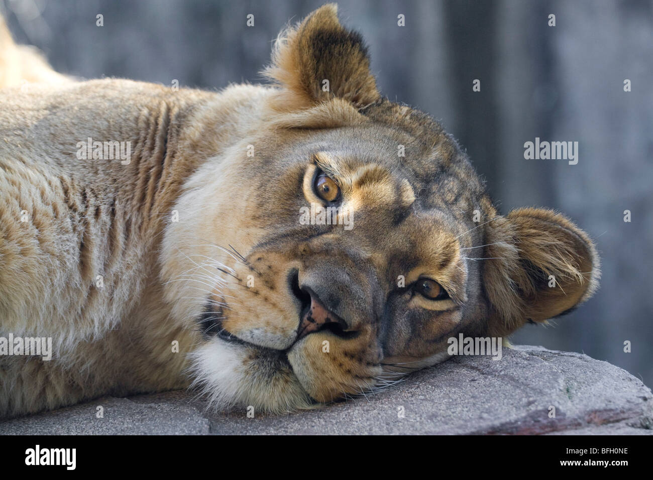 Löwin ruht im Zoo von San Francisco Stockfoto