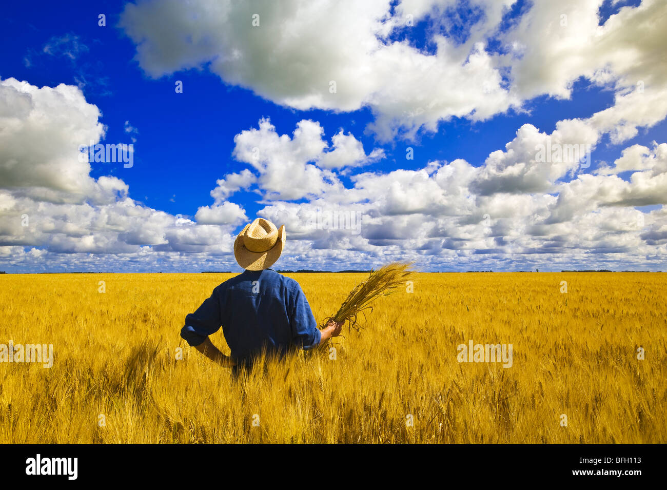 ein Mann blickt auf ein Feld der Reifung Sommerweizen mit Cumulus-Wolken im Hintergrund, in der Nähe von Dugald, Manitoba, Kanada Stockfoto