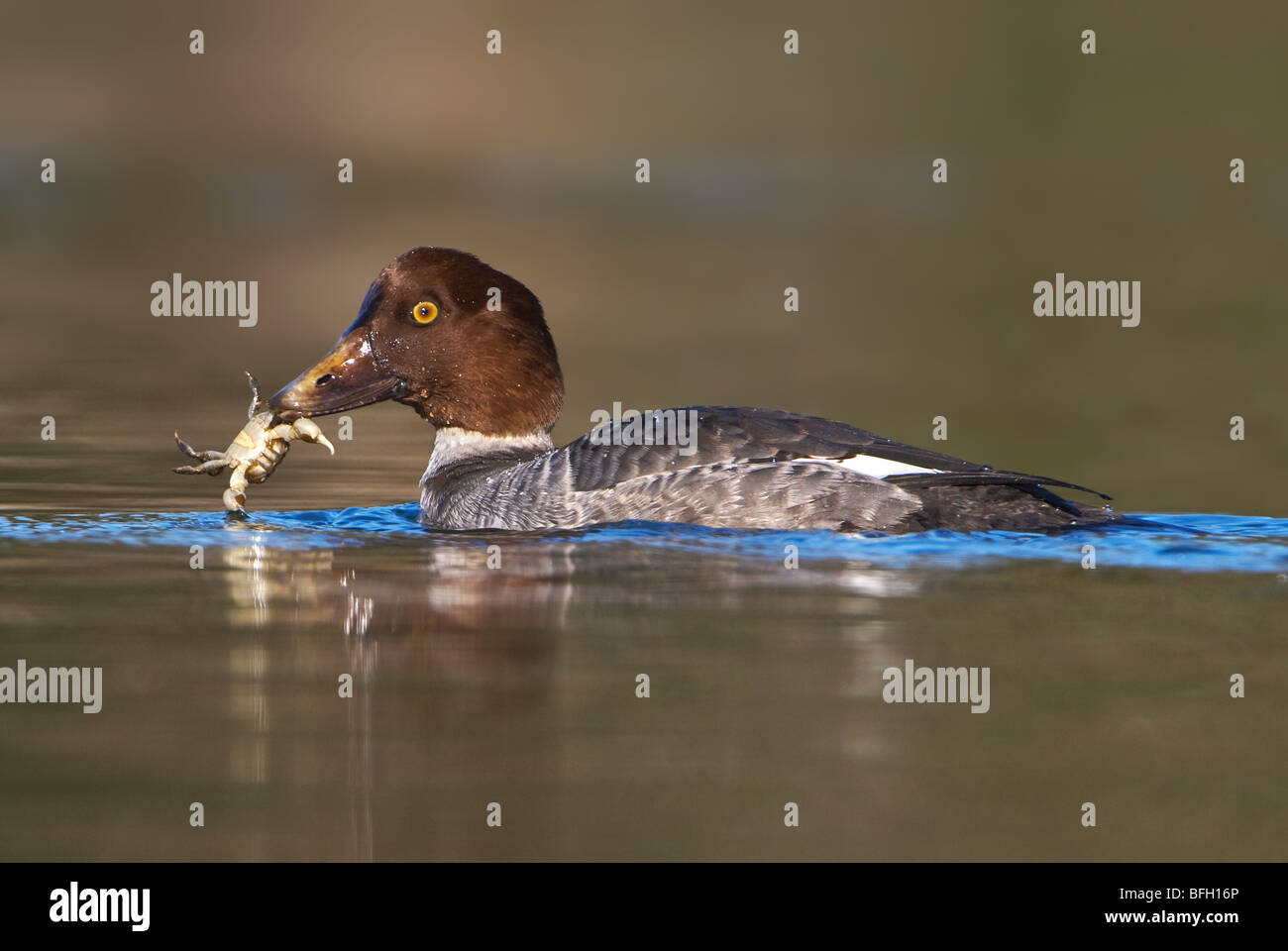 Weibliche Schellenten (Bucephala Clangula) mit Krabben in Esquimalt Lagune, in der Nähe von Victoria, Kanada Stockfoto