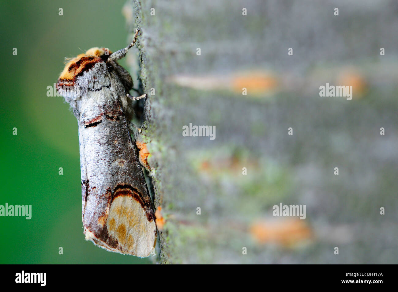 Buff Tipp Motte (Phalera Bucephala) Kent, UK, August. Stockfoto