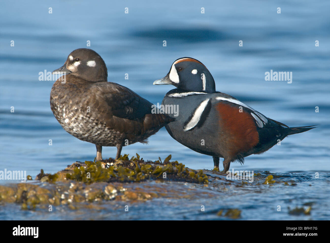 Männliche und weibliche Harlekin-Enten (Histrionicus Histrionicus) Stockfoto