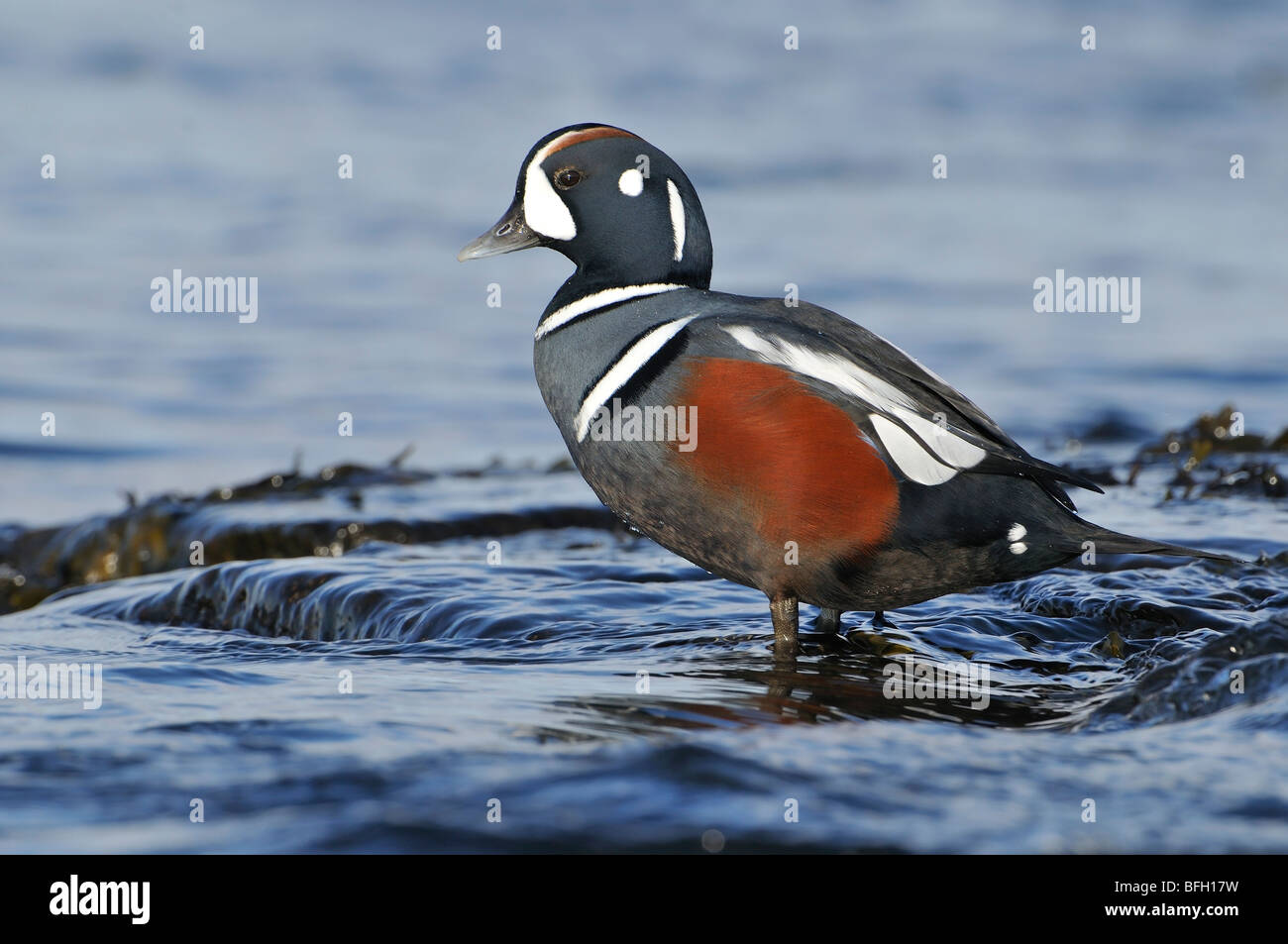Männliche Ente in Harlekin (Histrionicus Histrionicus) Stockfoto