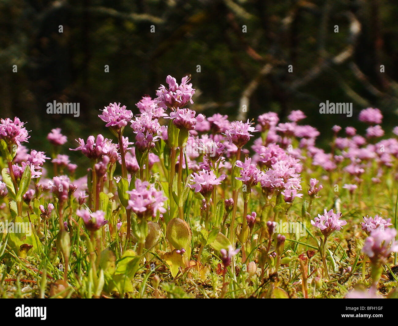 Mauereidechsen eine eingeführten Arten sonnen sich in Gore Park auf Vancouver Island Saanich Peninsula British Columbia C Stockfoto