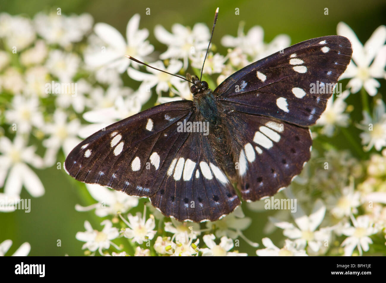 Südlichen White Admiral Schmetterling (Limenitis Reducta) Vorderflügelunterseite. Slowenien, Juli. Stockfoto