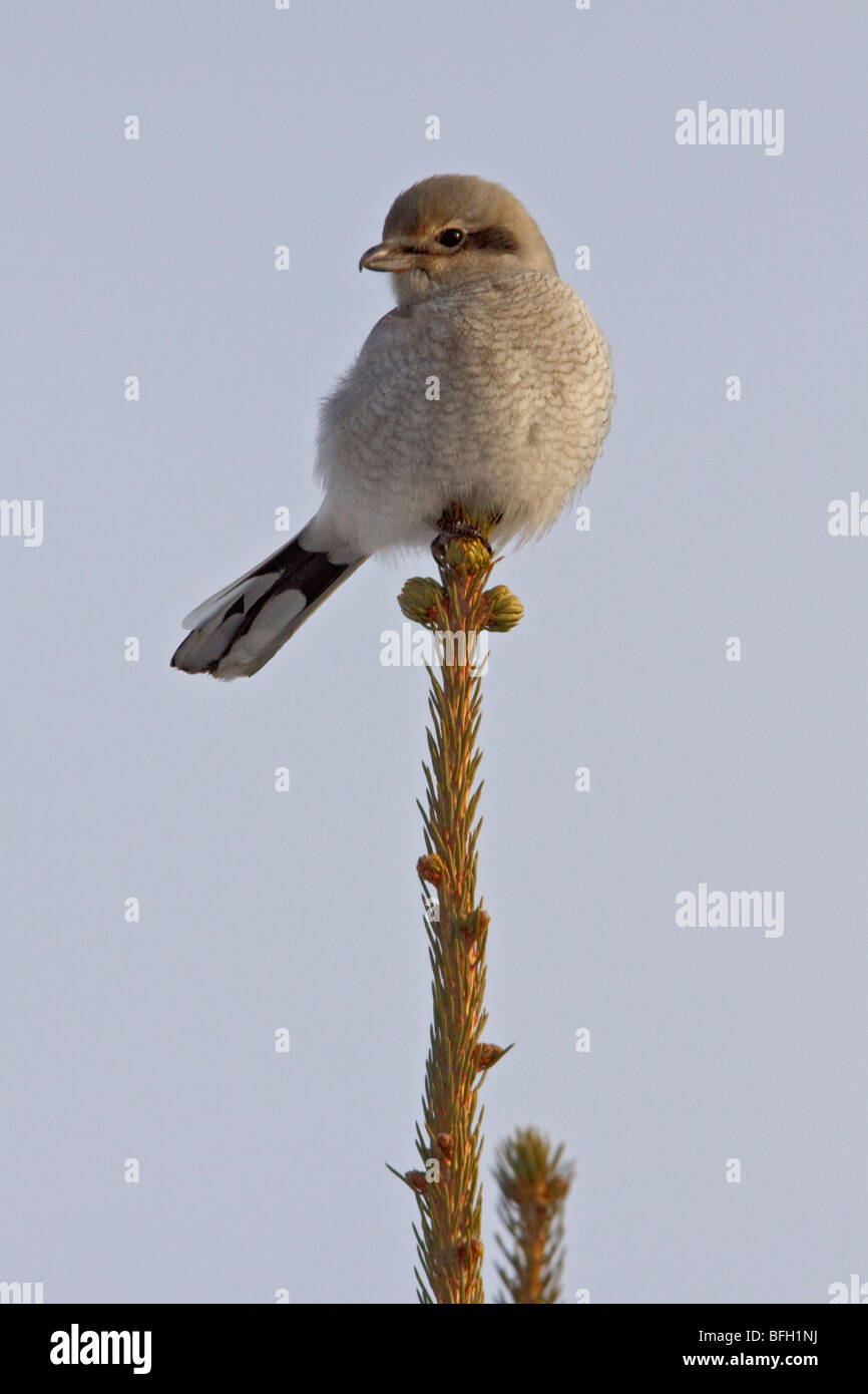 Nördlichen Würger (Lanius Excubitor) thront auf einem Ast in Toronto, Ontario, Kanada. Stockfoto