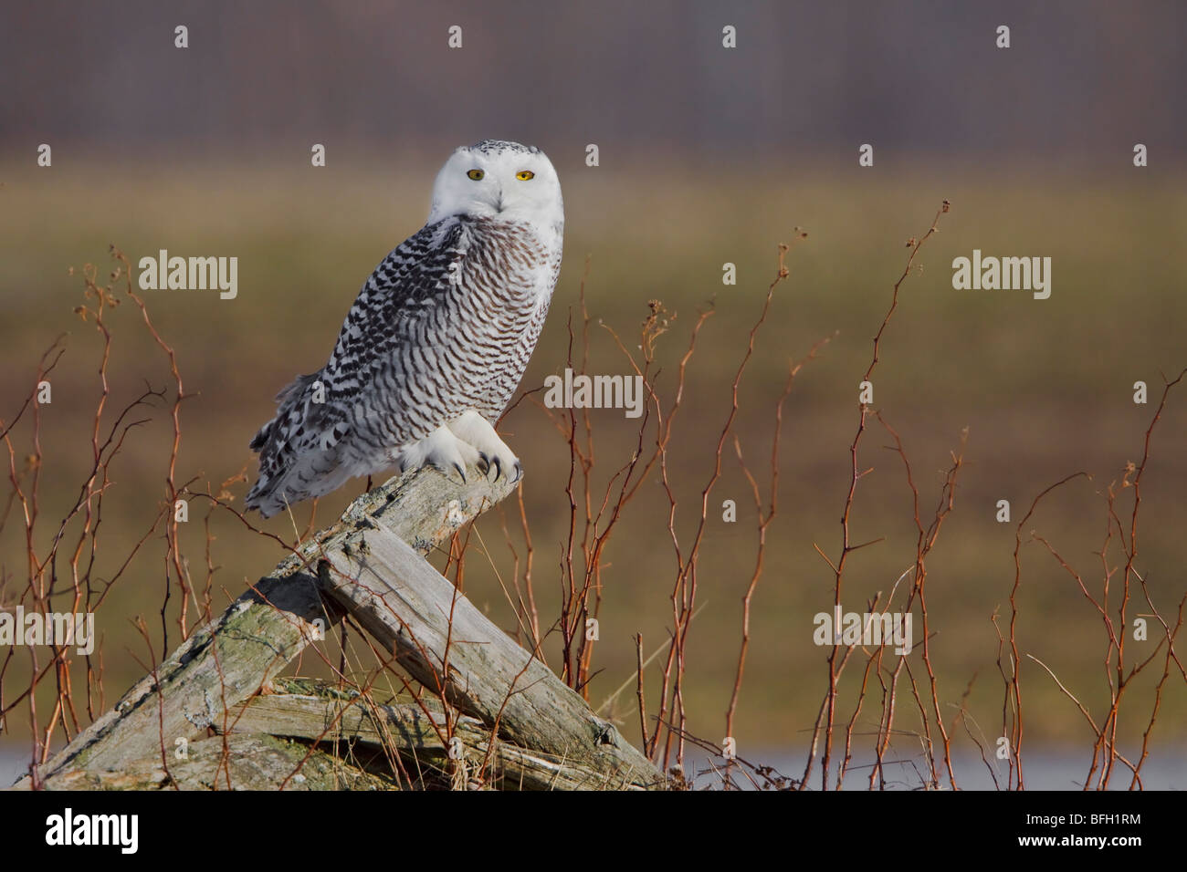 Schnee-Eule (Bubo Scandiacus) in Arthur, Ontario Kanada. Stockfoto