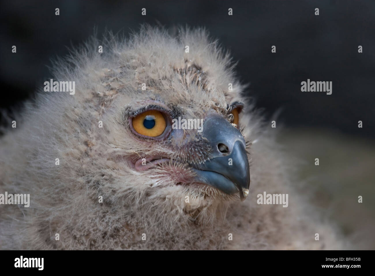 Baby-Uhu Stockfoto