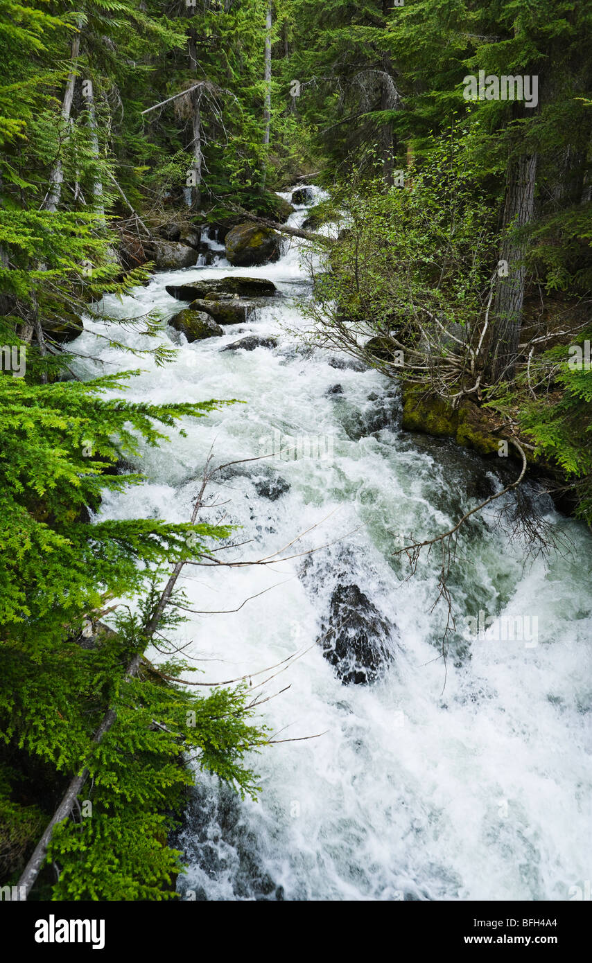 Bergsteiger Creek in den Kaskaden, Washington, USA. Stockfoto