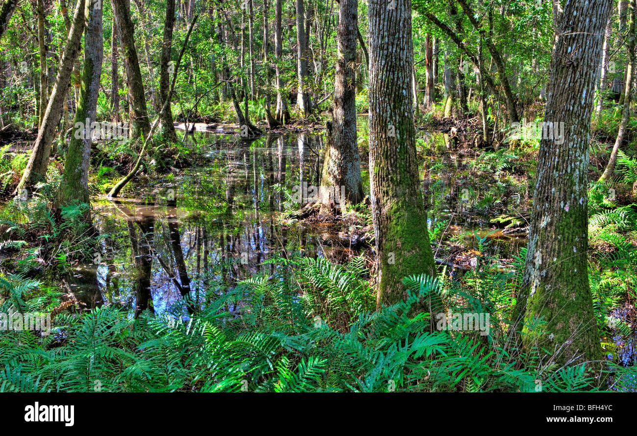 Sumpfzypresse Sumpf, Brooker Creek Preserve, Tarpon Springs, Florida Stockfoto