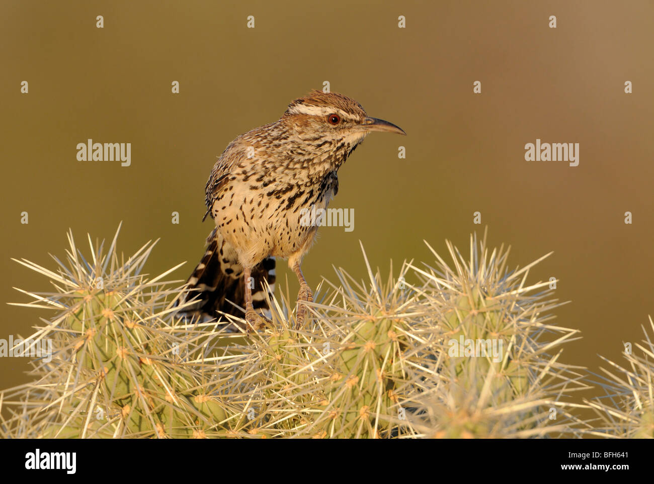 Kaktus-Zaunkönig (Campylorhynchus Brunneicapillus) auf Kaktus an Madera Canyon, Arizona, USA Stockfoto