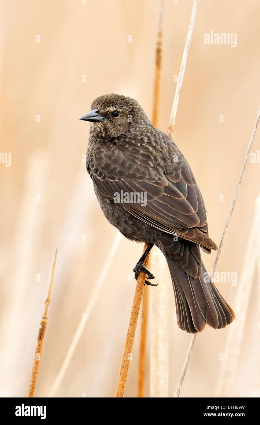 Dreifarbige Blackbird (Agelaius Tricolor) thront auf Reed im Sumpf Nistplatz, Kern County, Kalifornien, USA Stockfoto