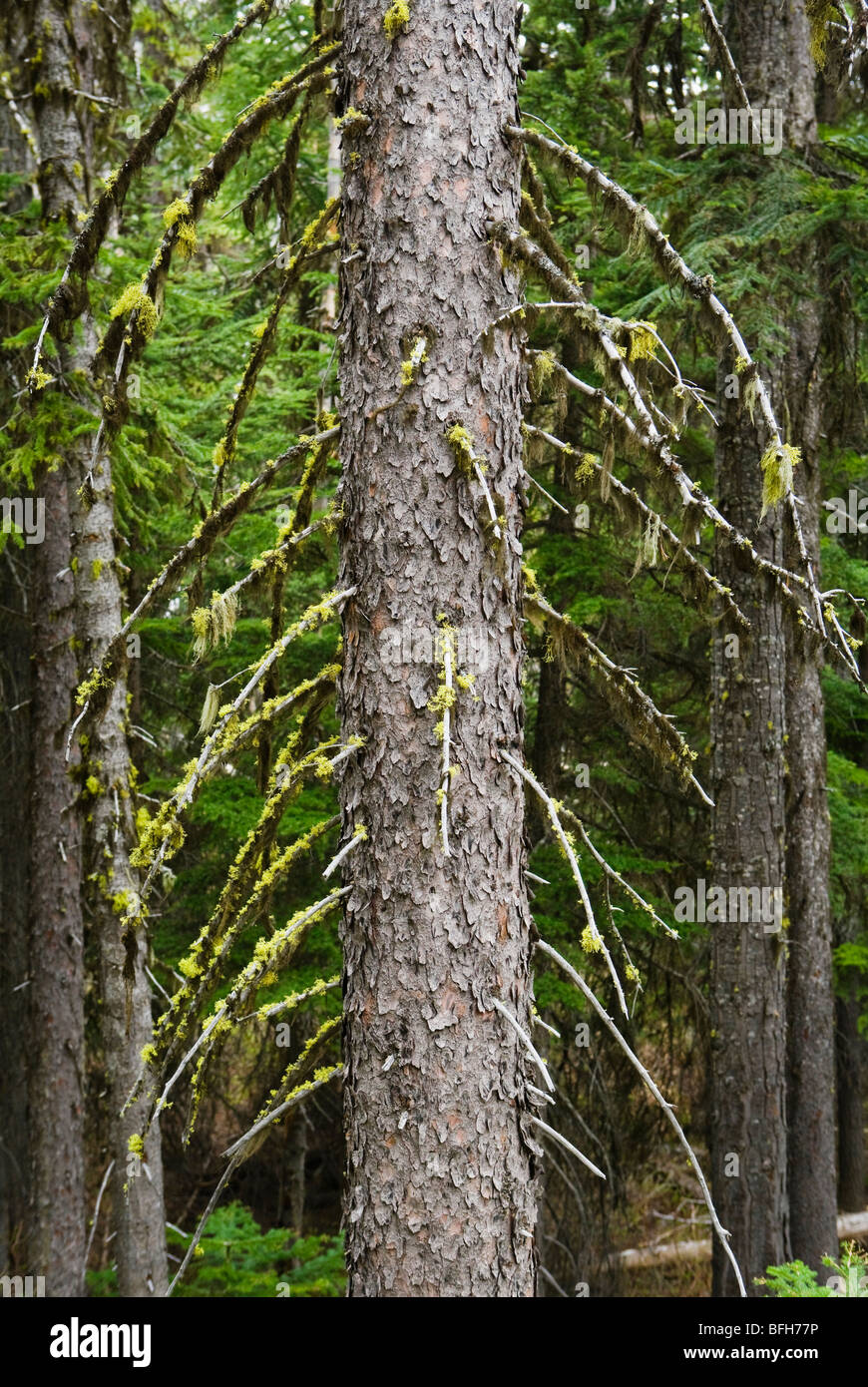 Eine Detailansicht der Sitka-Fichte mit Moos und Flechten hängen von den Zweigen. Kaskaden von Washington, USA. Stockfoto