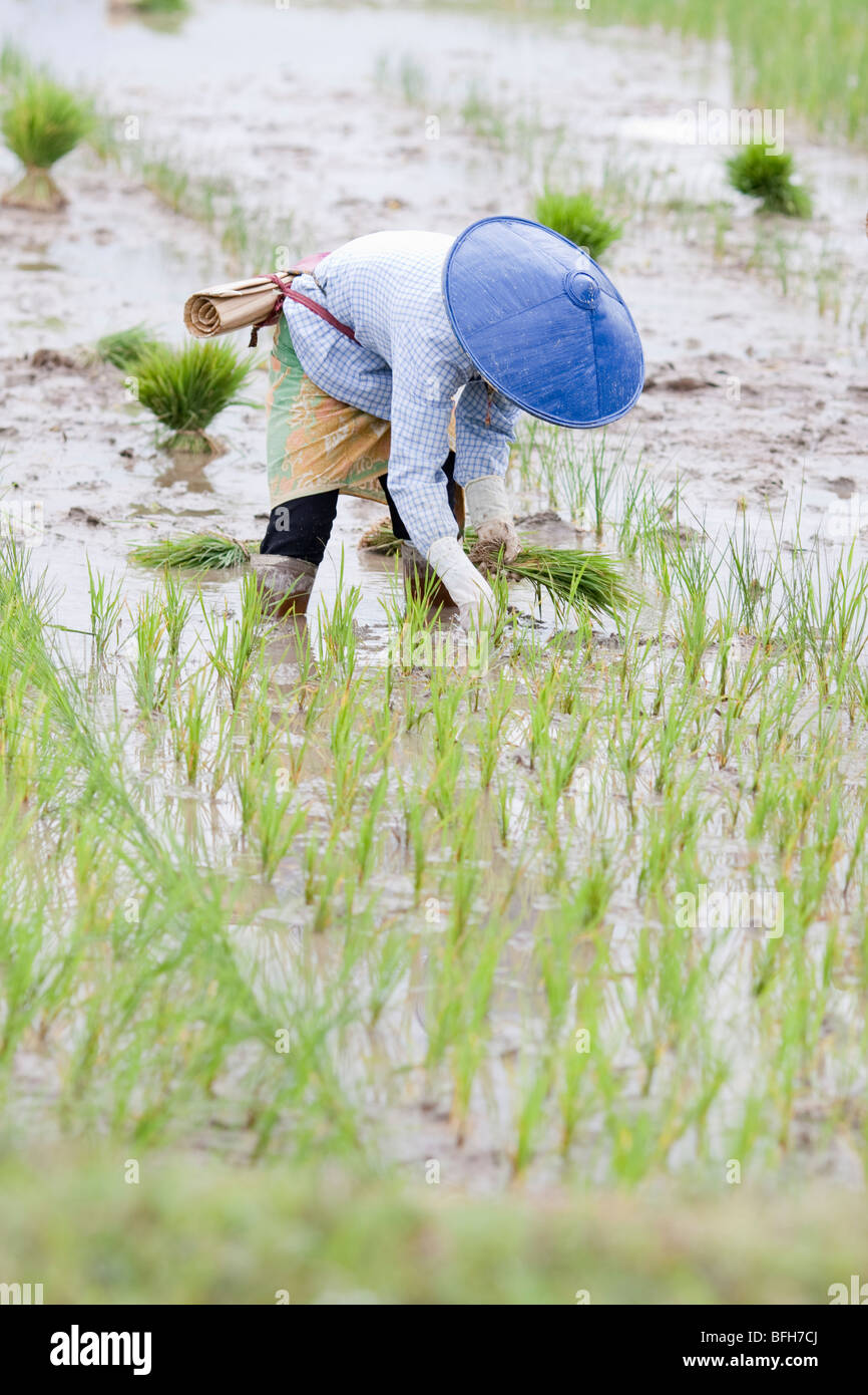 Eine Frau trägt einen kegelförmiger Hut Pflanzen Reis im östlichen Shan-Staat von Myanmar Stockfoto