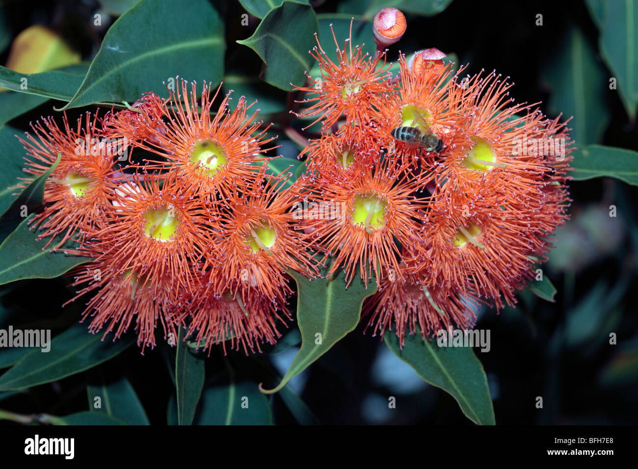 Western Australian Red-Blüte Gum Blumen und Honig Bienen - Eucalyptus Ficifolia und Apis Mellifera-Familie Myrtaceae Stockfoto