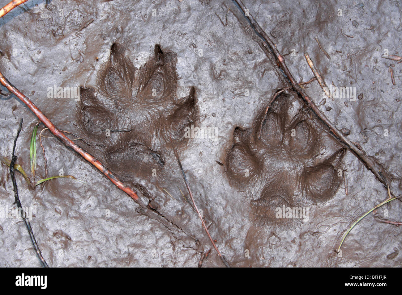 Fuchs-Fußabdrücke Stockfoto