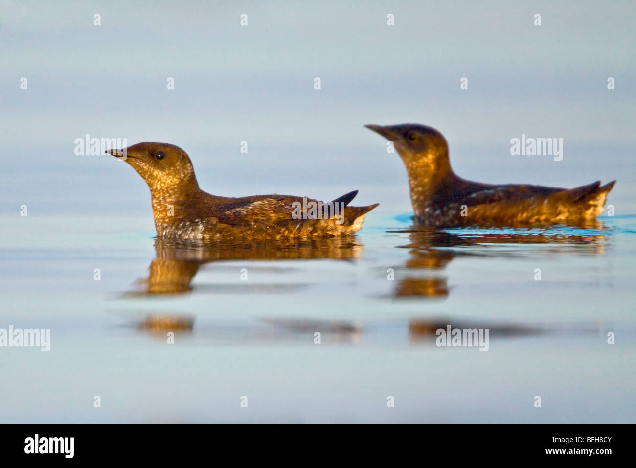 Marmorierte Marmelalk (Brachyramphus Perdix) Schwimmen im Meer in Victoria, BC, Kanada. Stockfoto