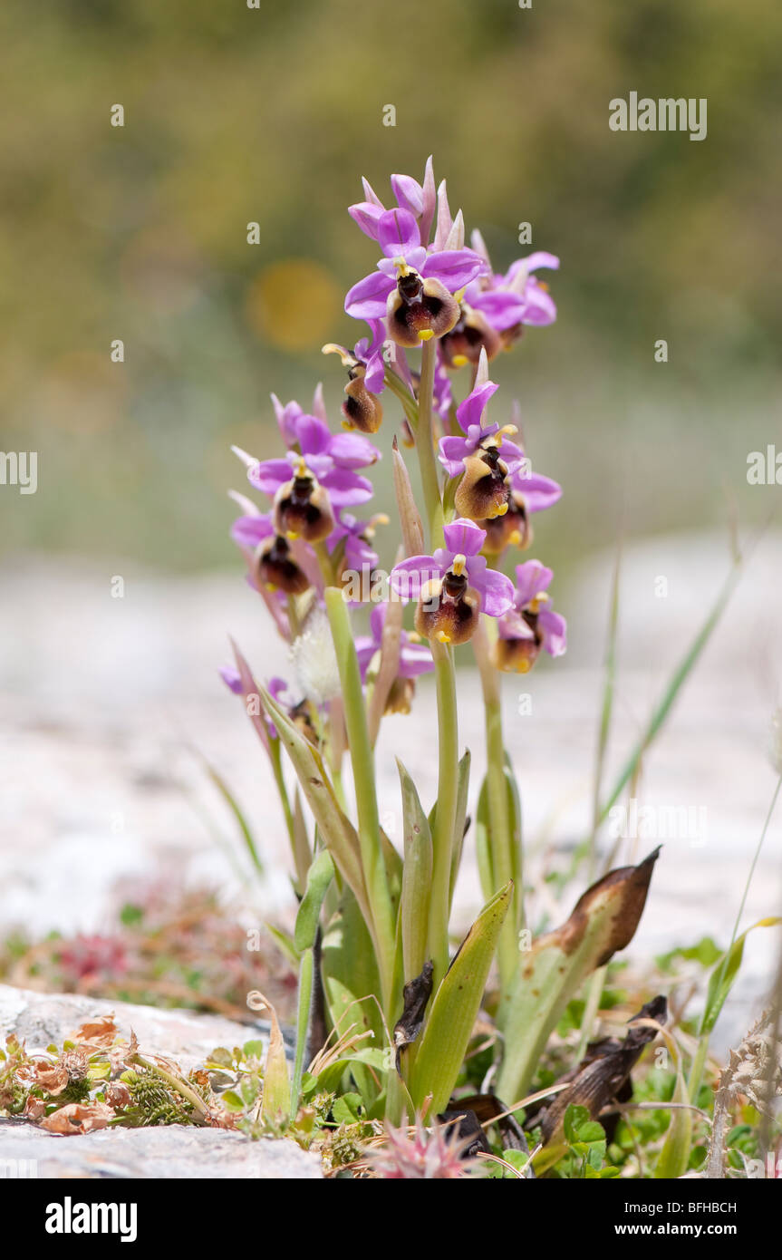 Wespen Ragwurz - Ophrys Tenthredinifera-Blattwespen Orchidee Stockfoto