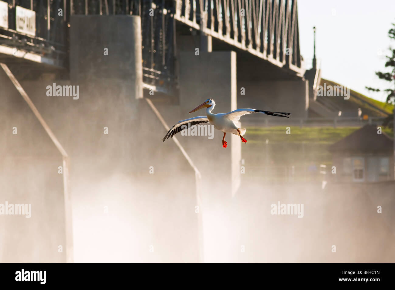 American White Pelican landing am Red River.  St. Andrews Lock and Dam befindet sich eine nationale historische Site in Lockport Manitoba können Stockfoto