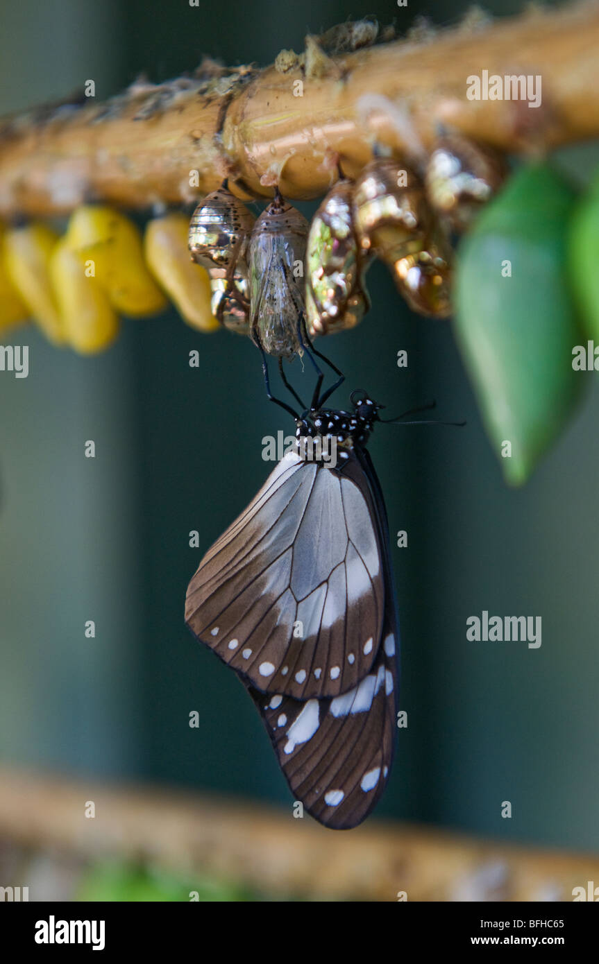 Schmetterlinge aus Chrysalis Kokons. Stockfoto
