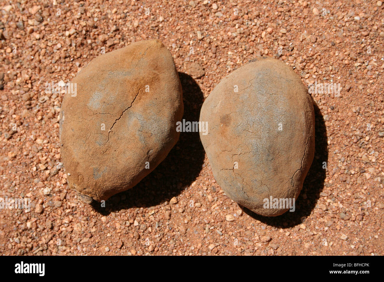 Baobab Baum Affenbrotbäume Digitata Früchte, Taken in der Nähe von Yaeda Chini, Tansania Stockfoto