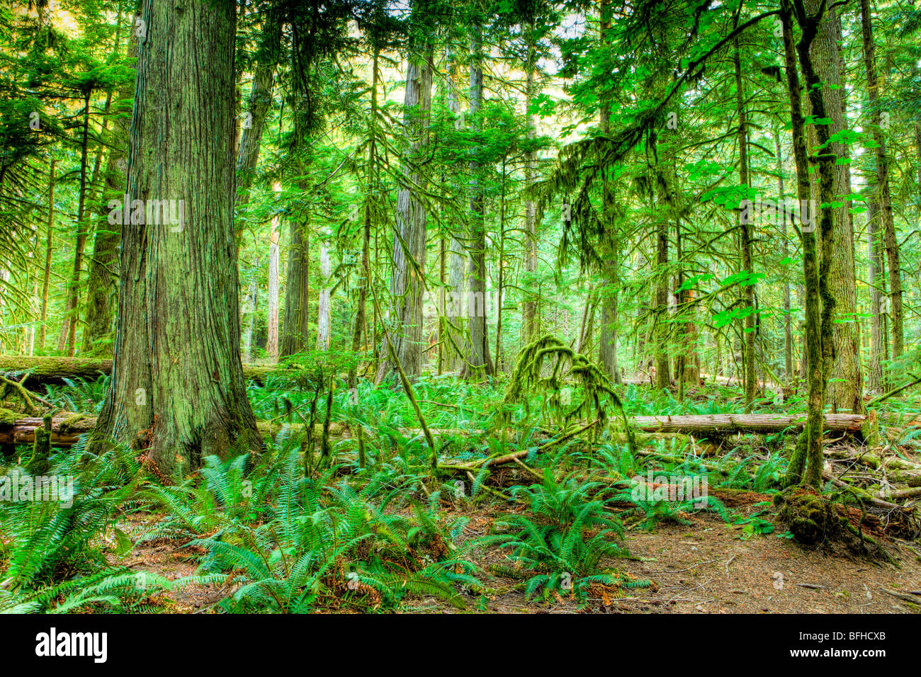 Cathedral Grove, Vancouver Island, British Columbia, Kanada Stockfoto