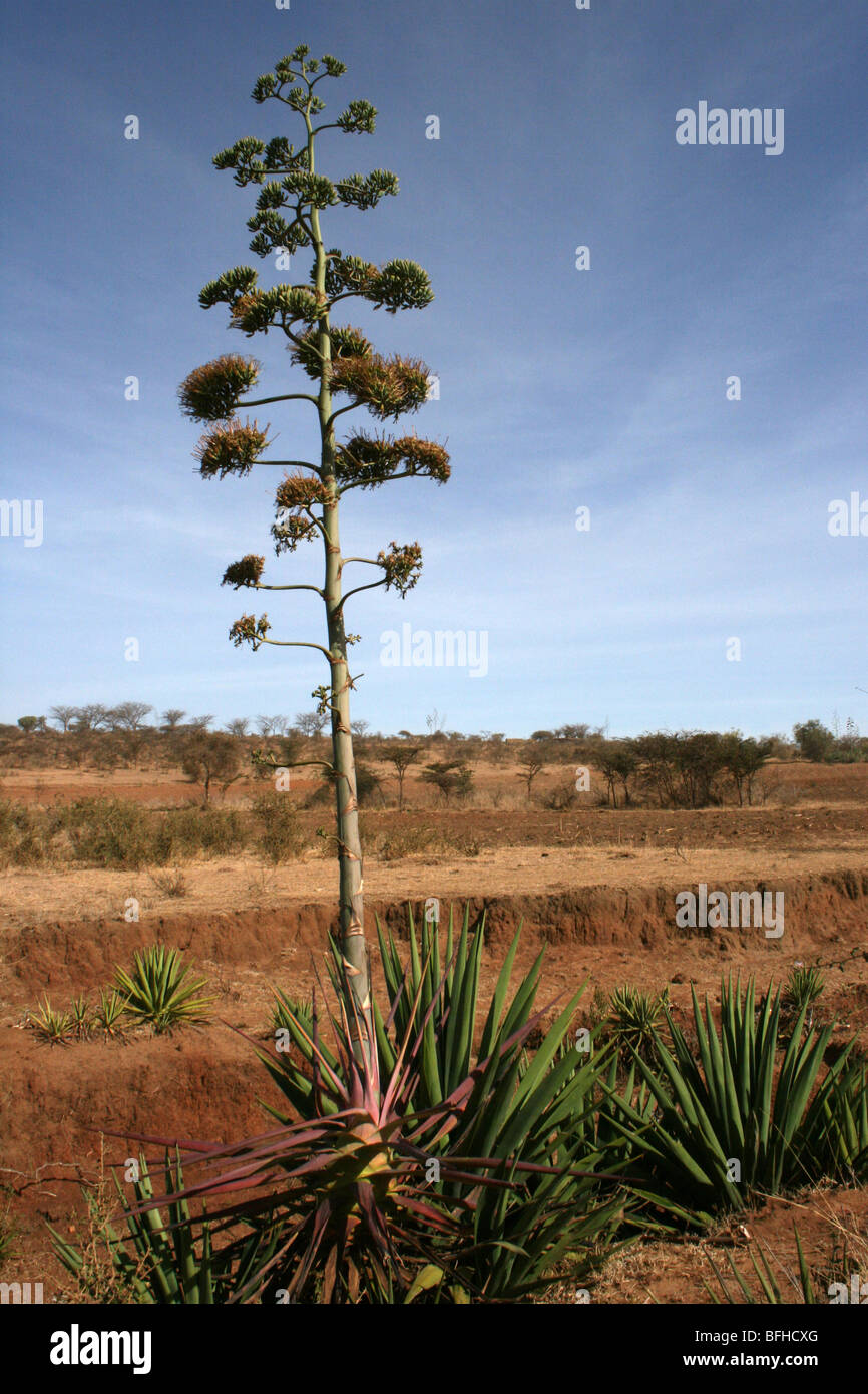 Sisal Agave Sisalana wächst in der Nähe von Mbuli, Tansania Stockfoto