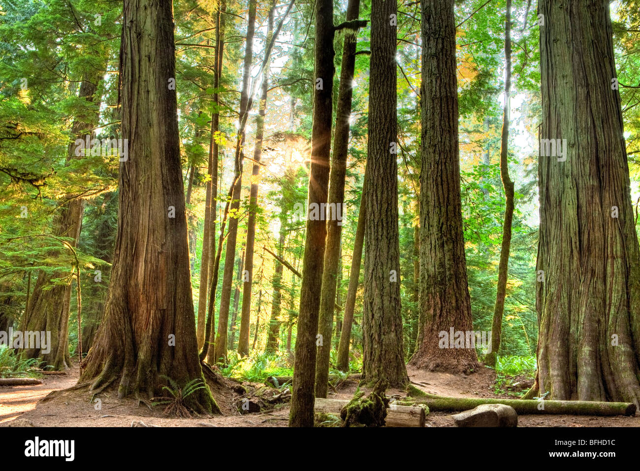 Cathedral Grove, Vancouver Island, British Columbia, Kanada Stockfoto