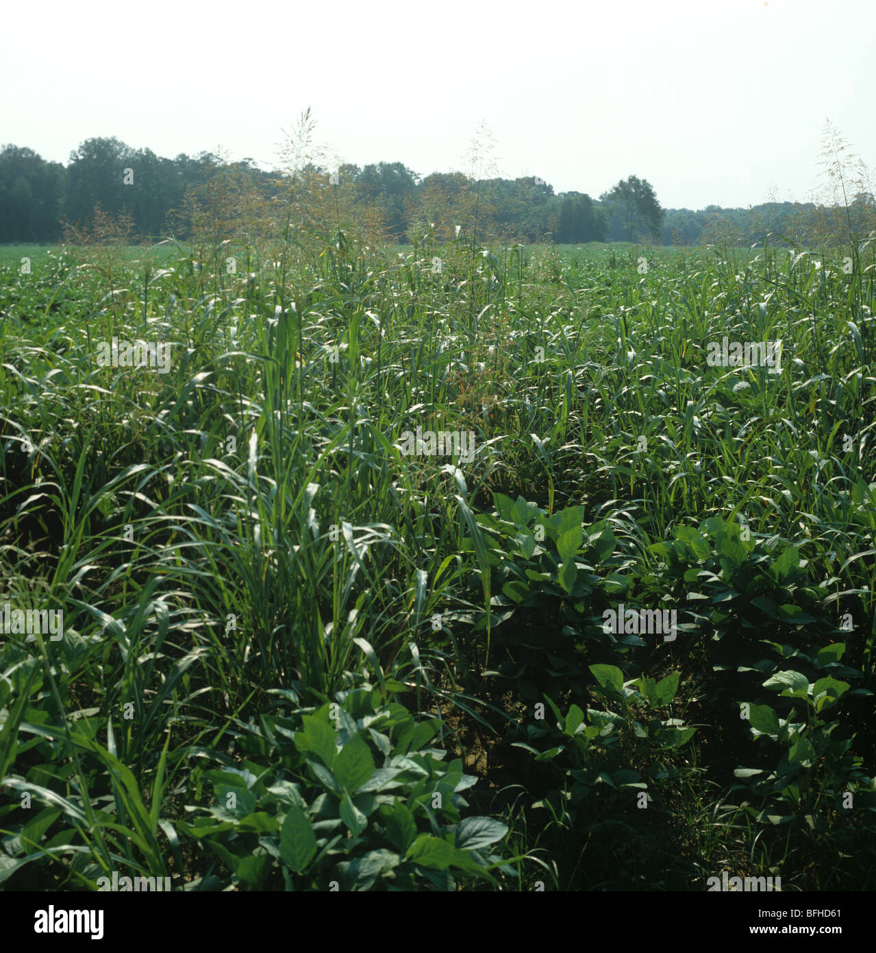 Blühende Johnson-Grass (Sorghum Halepense) in unreifen Soja-Ernte, Mississippi, USA Stockfoto
