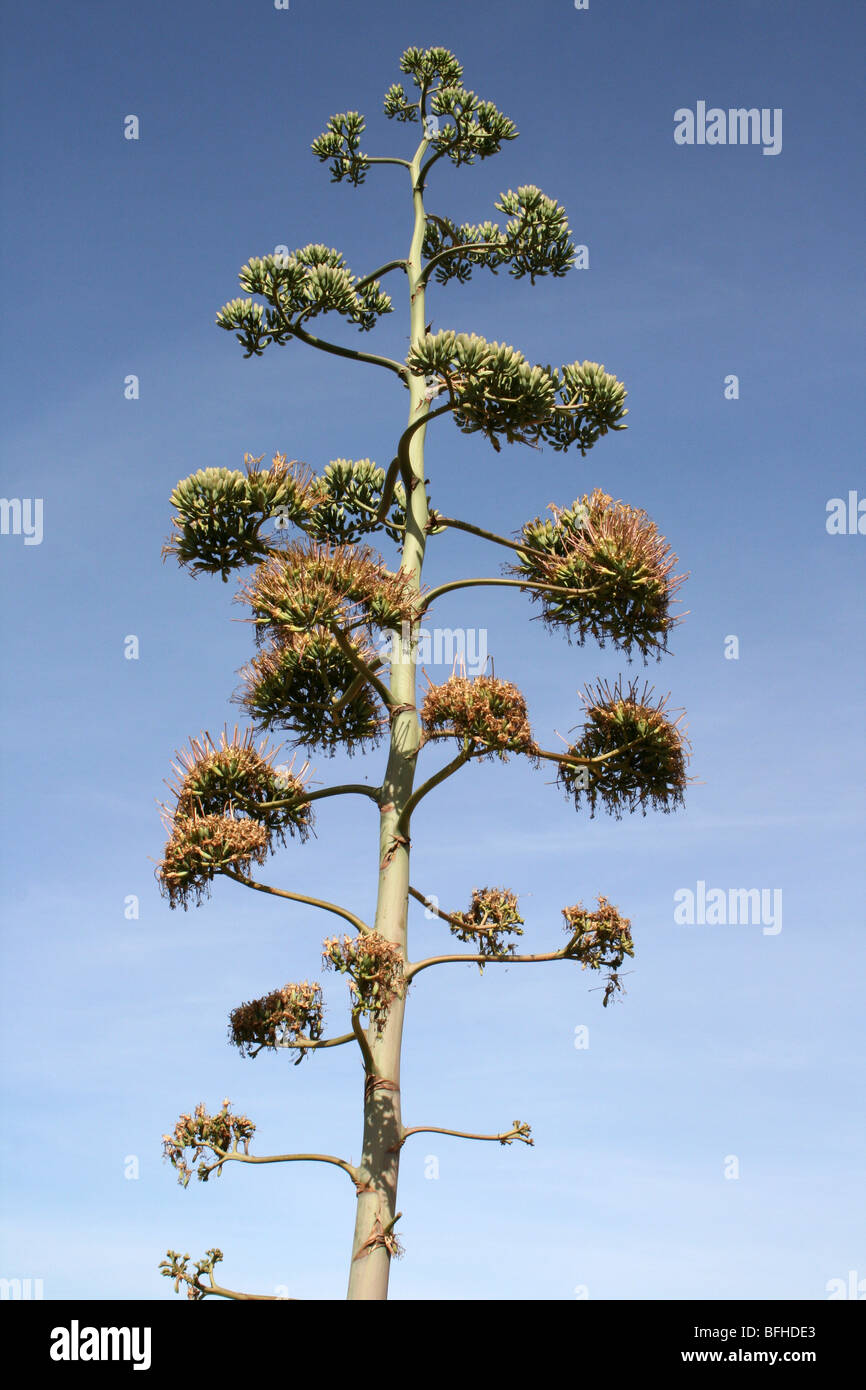 Sisal Agave Sisalana Blütenstand genommen in der Nähe von Mbuli, Tansania Stockfoto